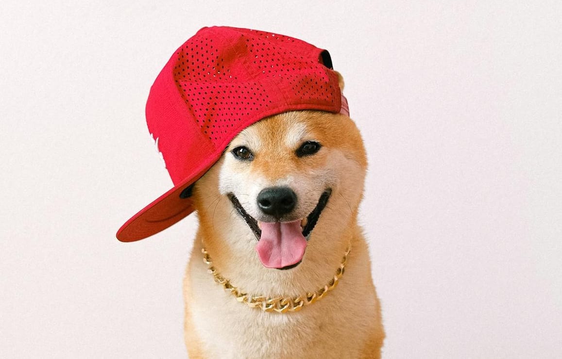 A shiba dog with a hat on