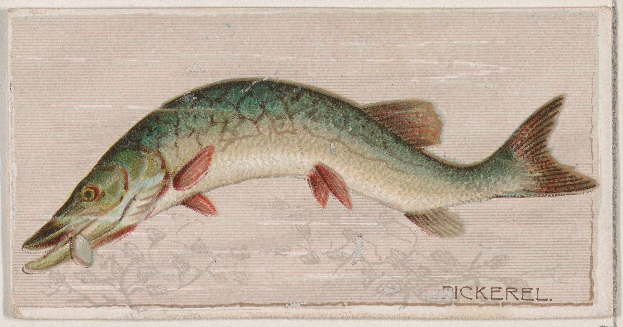 A painting of a pickerel fish with a merry expression