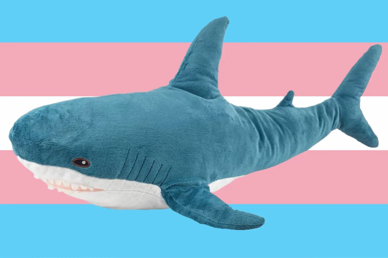 Blahaj, the blue shark toy, over a trans flag