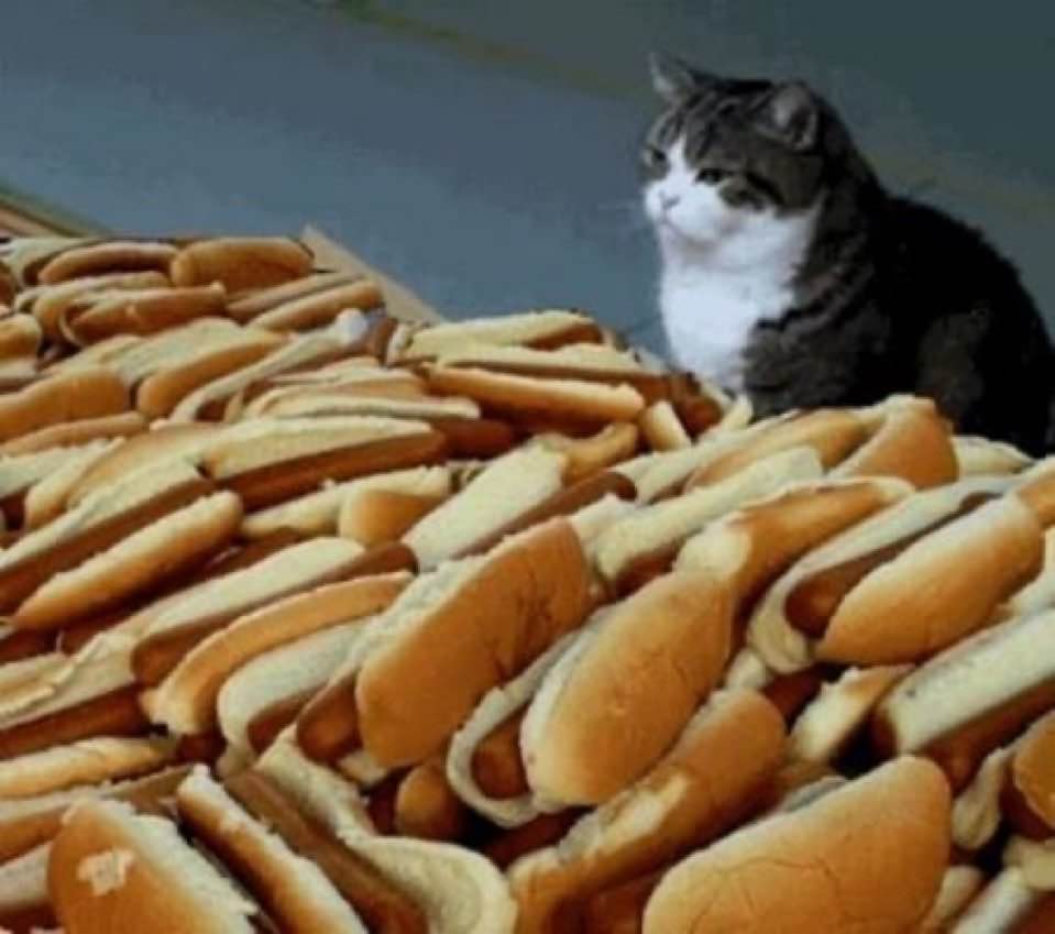 A cat surveys a huge pile of hot-dogs