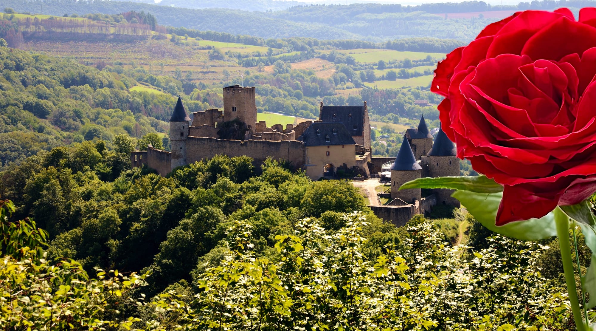 A rose on a picture of a castle in Luxembourg, as a play on the name Rosa Luxemburg
