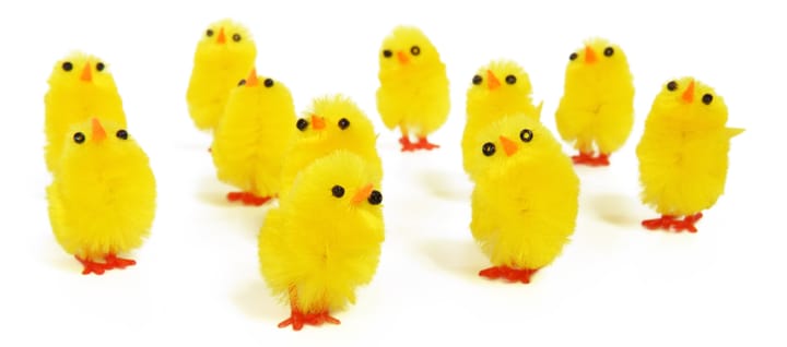 A small crowd of fluffy yellow easter-chicken-shaped cake decorations, representing community.