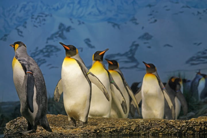 A photograph of penguins standing together, walking right to left, with mountains in the background
