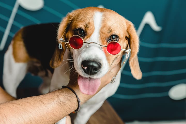 A dog wearing sunglasses with small red lenses. These make the dog look very cool.
